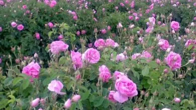 ساخت دستگاه مکانیزه برداشت گل محمدی در کشور