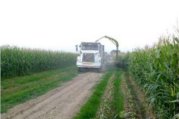 «همیشه سبز» در دل خشکسالی!