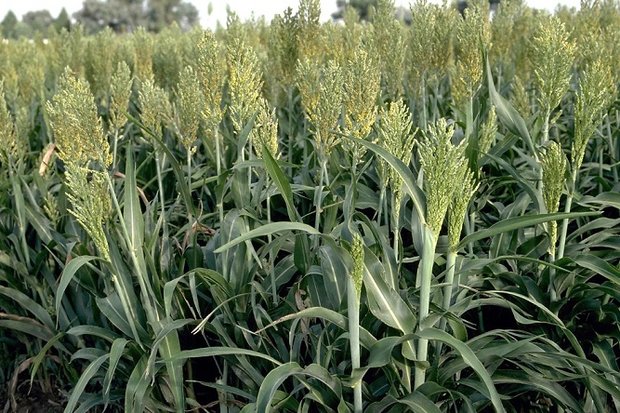 «همیشه سبز» در دل خشکسالی!