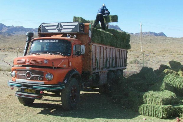 «همیشه سبز» در دل خشکسالی!