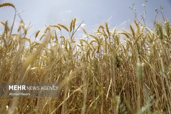 فراز و فرود زراعت در سالی خشک؛ گندم سقوط و دانه‌های روغنی صعود کرد!