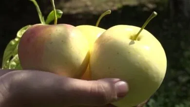 جهان اقتصادی نواندیش