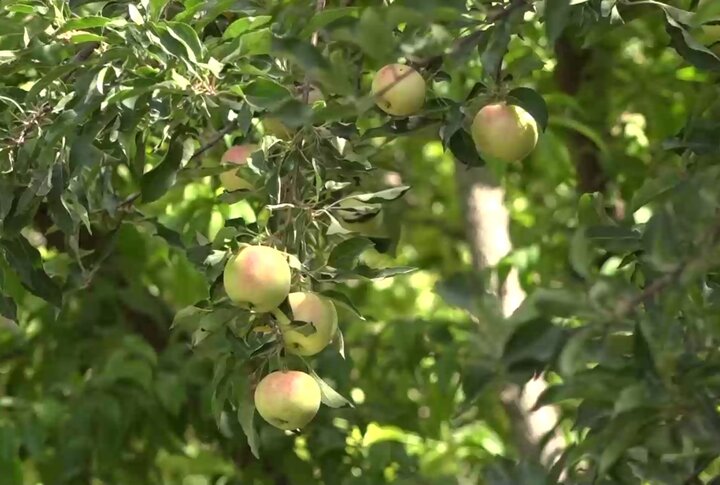 سرزمین سیب‌های شیرین!