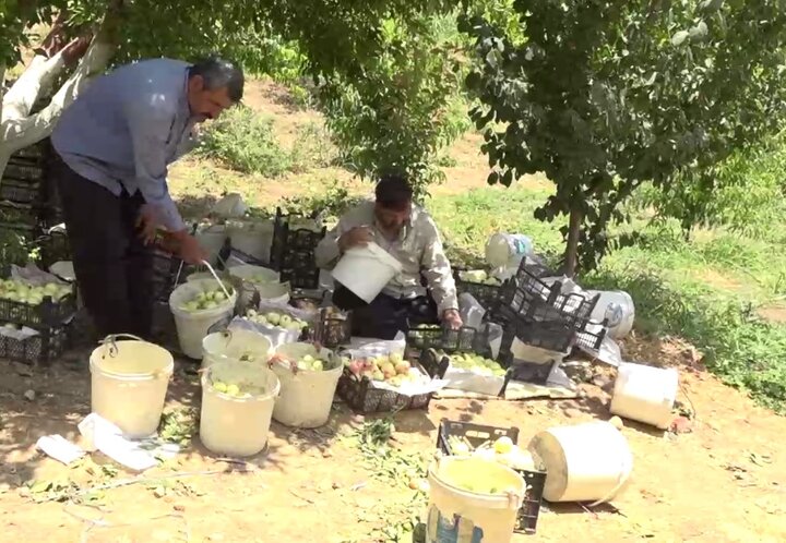 سرزمین سیب‌های شیرین!