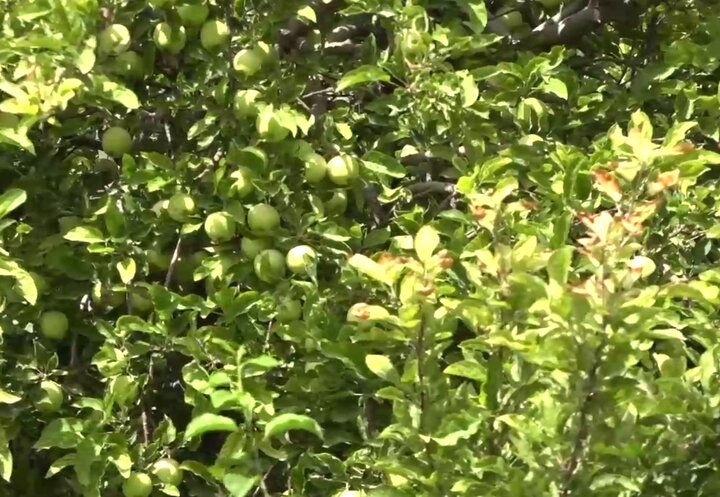 سرزمین سیب‌های شیرین!