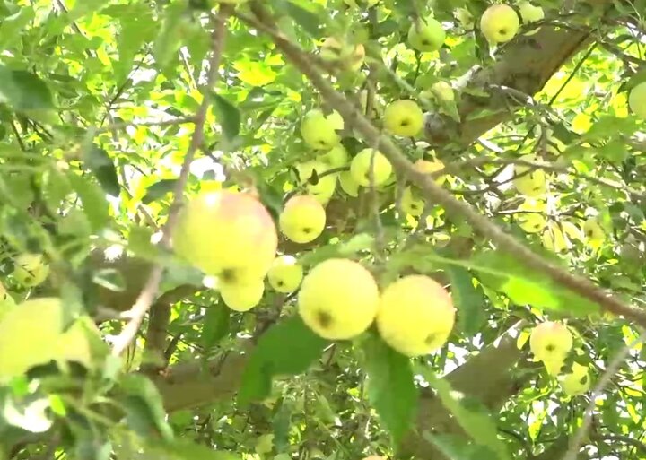 سرزمین سیب‌های شیرین!